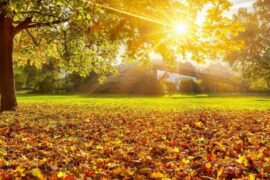 人间最美是金秋诗句