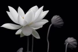 佛学经典语录100句