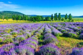 唯美简单淡雅的句子