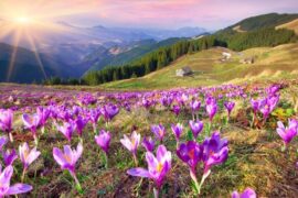 干净优质句子简短