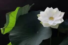 意味深长的佛语禅心