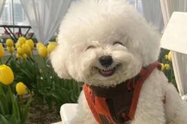 描写各种小动物的句子