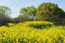 描写春天生机勃勃的座右铭