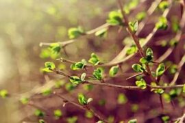 描写春天的座右铭