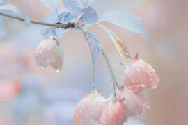 描写春日赏海棠花浪漫唯美句子