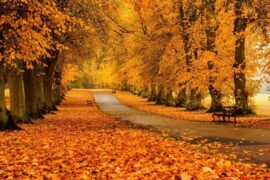 描写秋天的最美古诗词