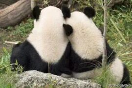 搞笑中带点甜蜜的情话短句