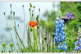 文艺不俗的春天文案