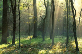 早安励志的句子语录