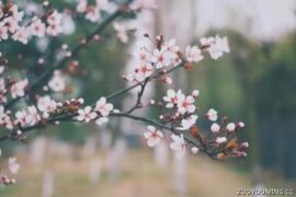 春日里温柔的宝藏短句