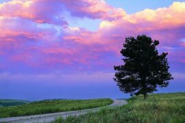 最美丽的句子语录