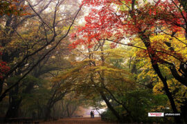 有关夕阳的诗句