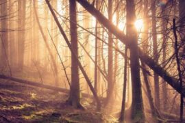 歌颂十一月的美好诗句