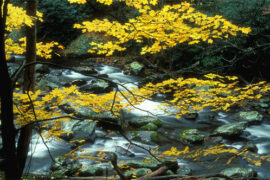 短短一句，说透人生文案