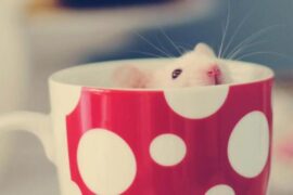 致自己的生活语录简短