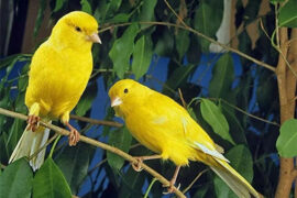 网络用语金丝雀是什么意思