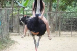 鸵鸟女孩什么梗？（附鸵鸟女孩恐怖照片原图）