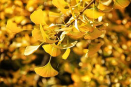 你喜欢银杏吗什么意思？后面一句怎么回复