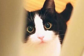 喵星人是什么梗？喵星人的意思详解