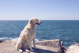 眺望狗是什么意思？眺望狗表情包