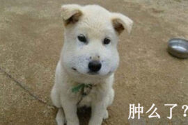 肿么了是什么意思？哪里的方言？