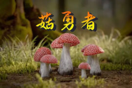 菇勇者是什么梗？菇勇者的意思详解