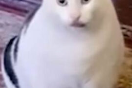 Huh猫是什么梗？疑惑猫huh猫表情包