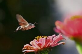 就是南方凯《离别开出花》歌词