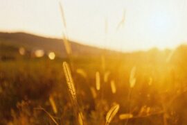 卢卢快闭嘴《无名的人》歌词封面图