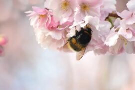 芬芳古村春意闹（图2）