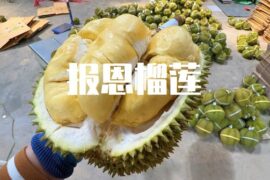 报恩榴莲高清图片