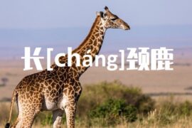 长的多音字组词