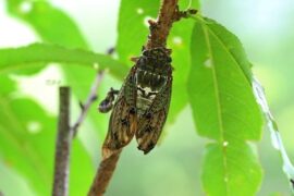 赵阳《妒忌的夏天》现代诗高清封面图