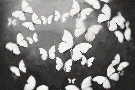 step.jad依加《蝴蝶》歌词封面图