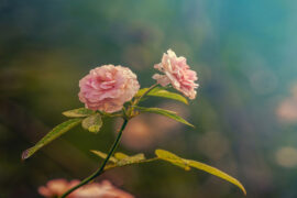 褚晨茜《柏林的雾》完整版歌词