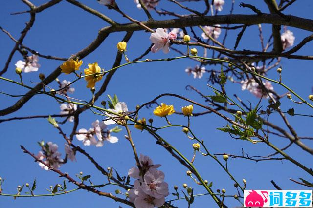 就是南方凯《开在悬崖上的花》歌词及赏析