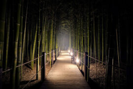 洛天依、追光社《披荆斩棘》歌词及评论