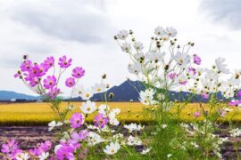 刘烨溦《要》歌词表达及评论赏析