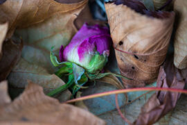 中国传统文化中重要的节日及习俗