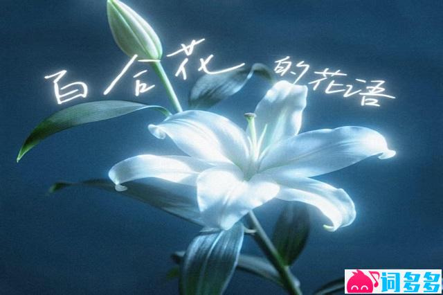 果妹、bye《百合花的花语》歌词及赏析