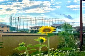 MARIO633《向日葵》歌词及评论