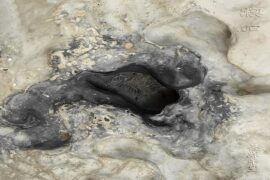 易烊千玺《楔木》歌词及赏析