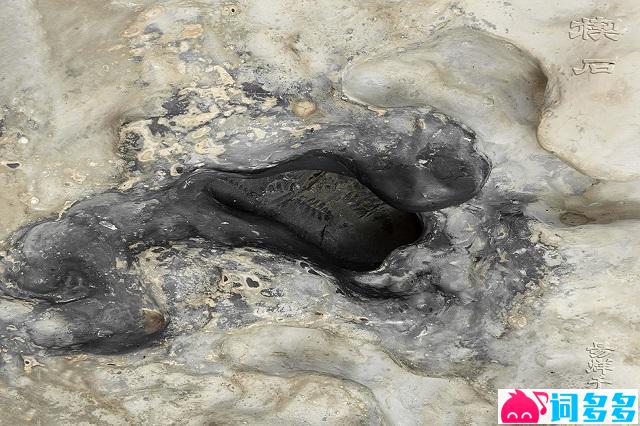 易烊千玺《楔木》歌词及赏析