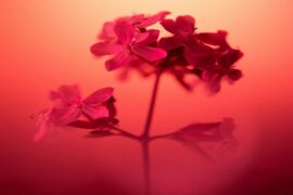 南野《爱到尽头》歌词封面图