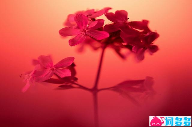 南野《爱到尽头》歌词封面图