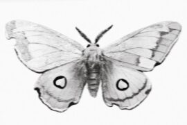 李昊《冬蛾》歌词封面图