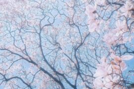 BlackC《春Spring》歌词封面图