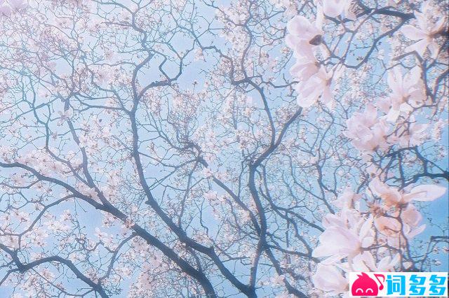 BlackC《春Spring》歌词封面图