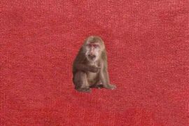 刘森《山神庙》歌词及评论赏析