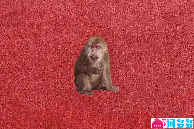 刘森《山神庙》歌词封面图